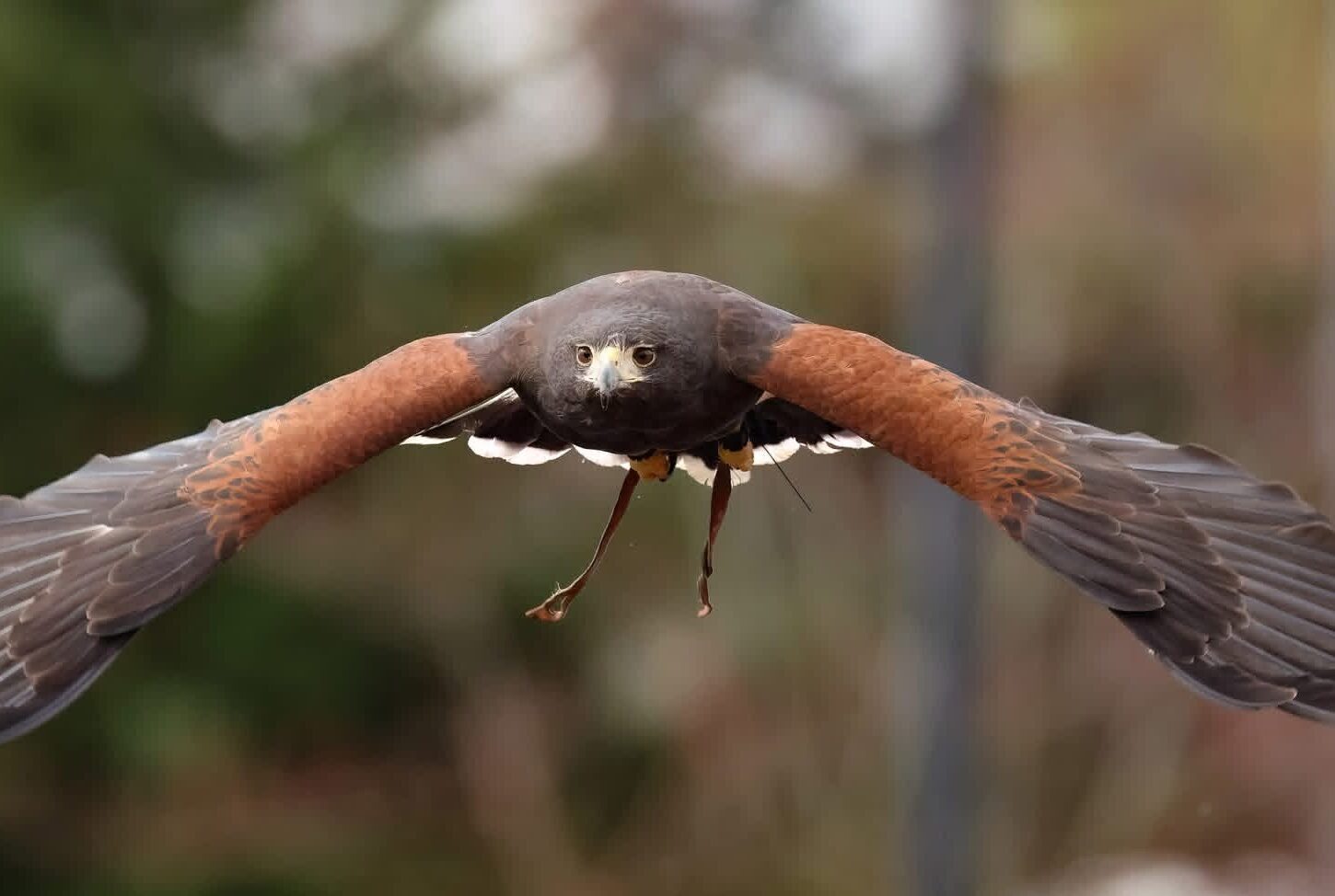 Harris's Hawk flying directly at the camera in ISLAND COUNTY WASHINGTON