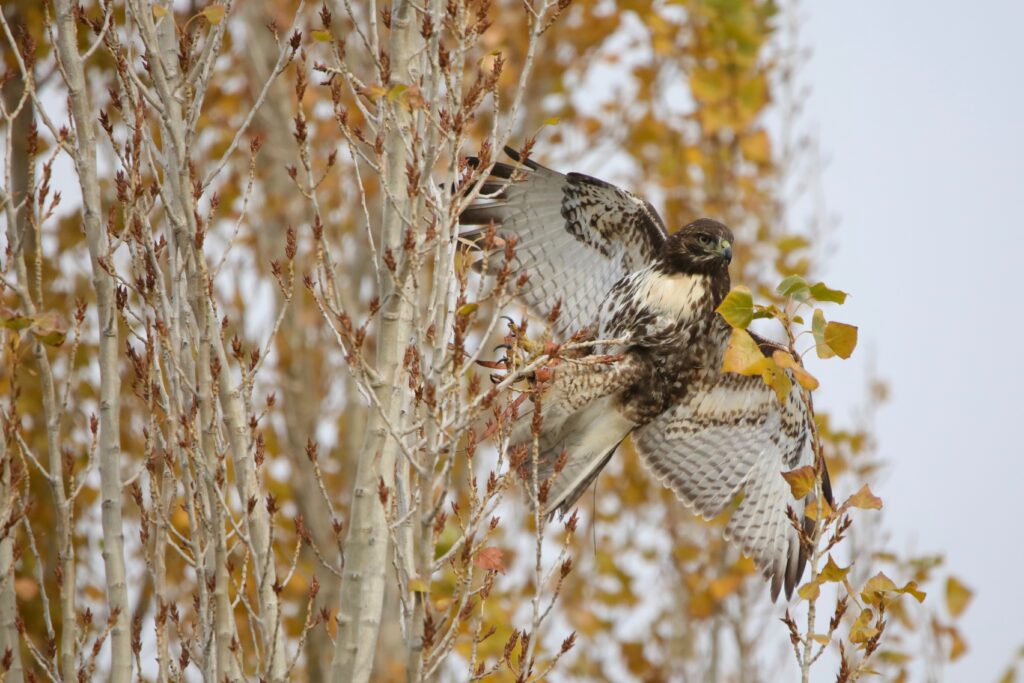 Red-tailed hawk falling from a tree