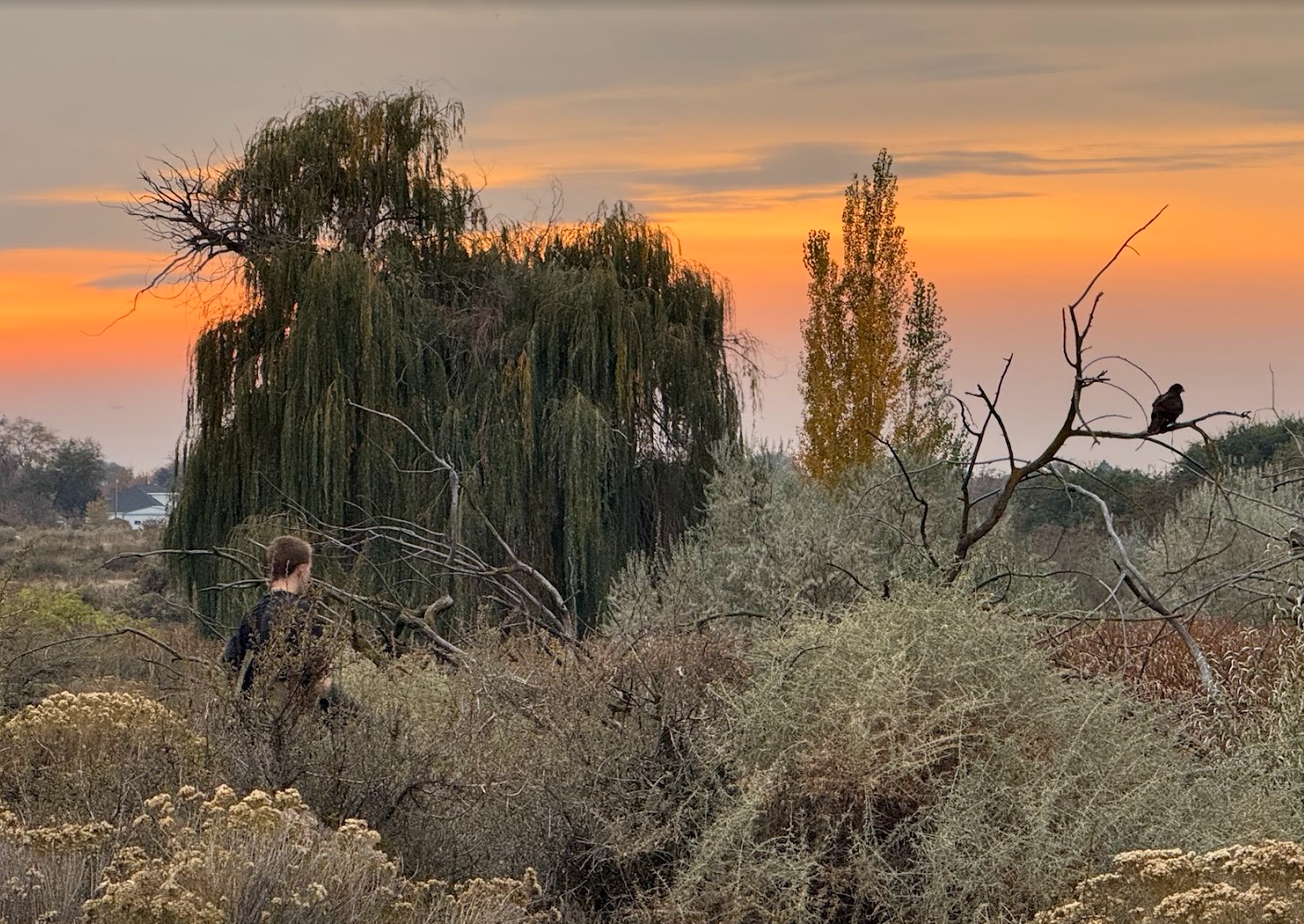 Falconer and hawk hunting in the sunset of NE OREGON