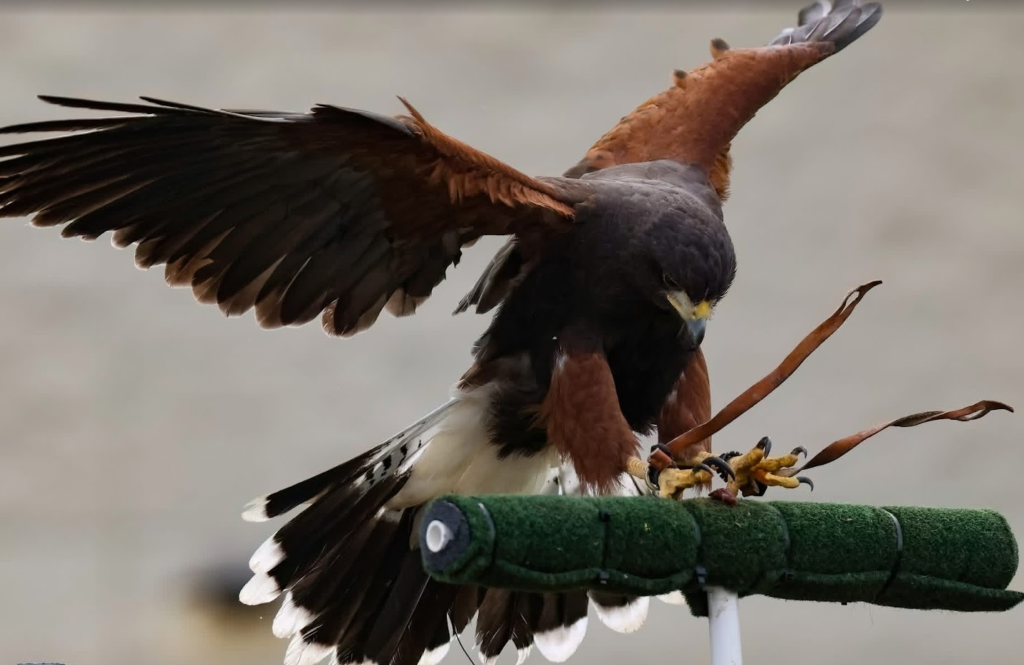 Harris's Hawk flying to the t pole in Oak Harbor