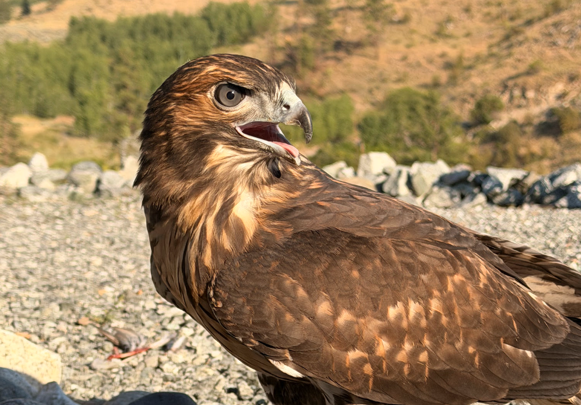 Juvenile red-tailed hawk panting in the sun