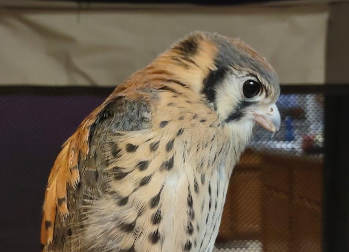 Juvenile american kestrel in WHATCOM COUNTY WASHINGTON