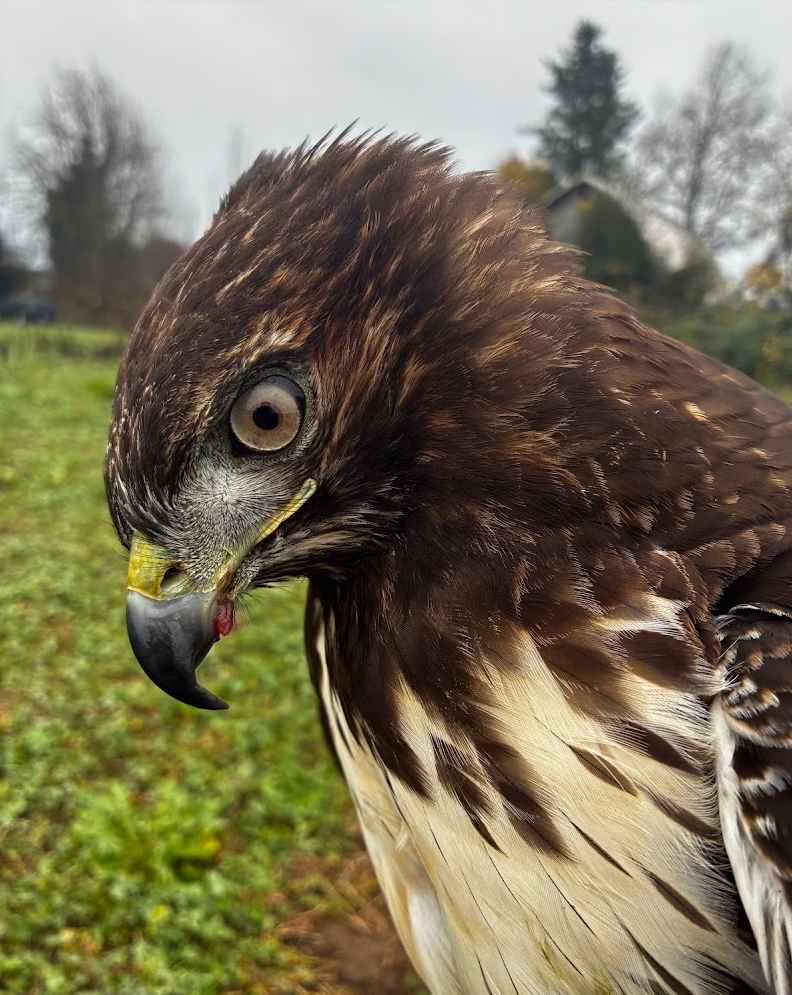 Red-tailed hawk with hackles up
