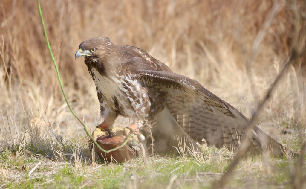 Red-tailed hawk on a lure in a clearing