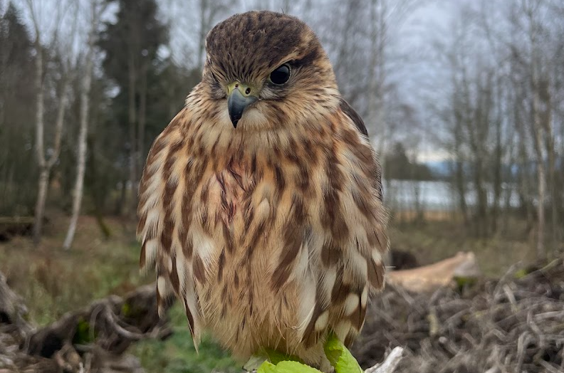 Isakov, the merlin perched on a fencepost