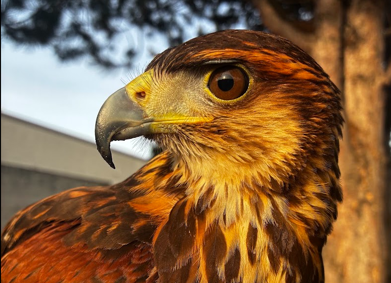 Mantis, the harris hawk close up
