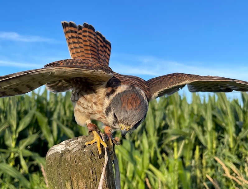 American kestrel lunging toward in LYNDEN WASHINGTON