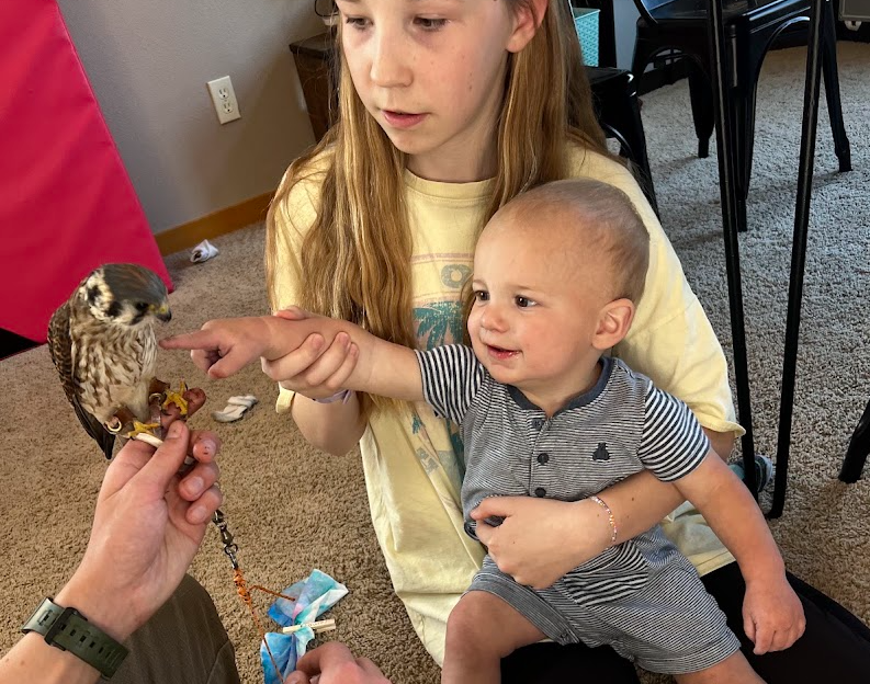 Young child petting an American Kestrel Indoors