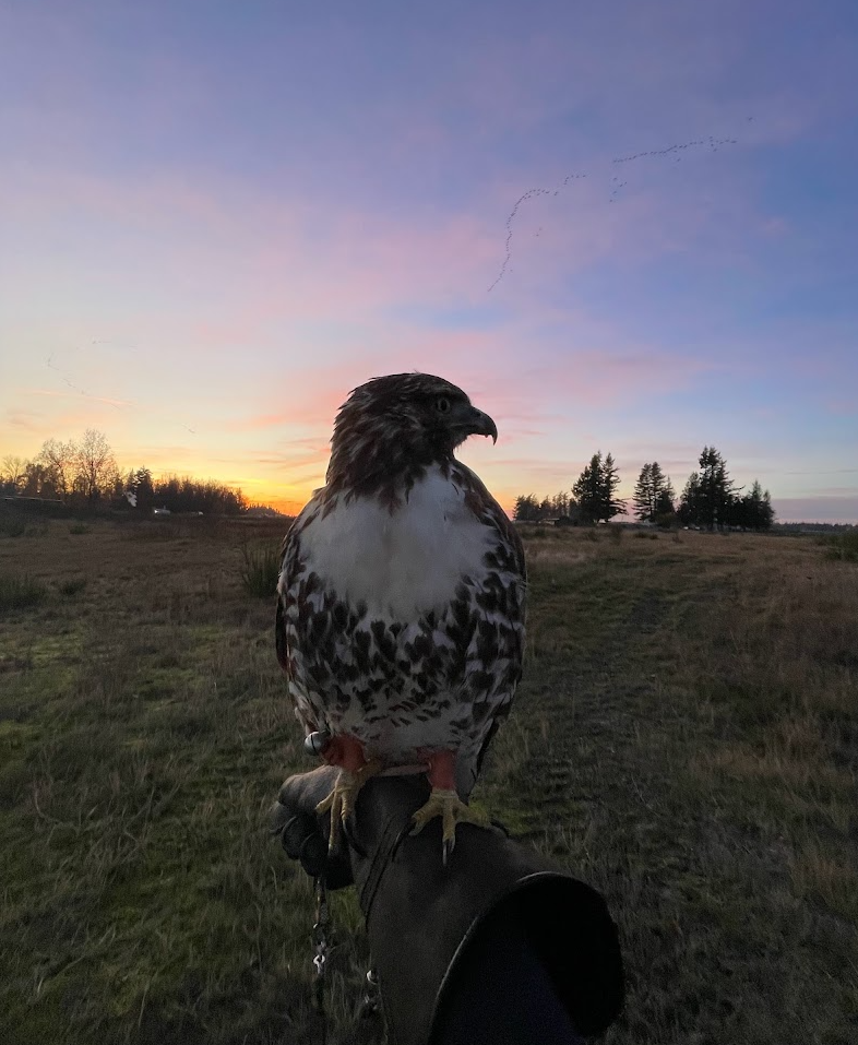 Red-tailed hawk with the sunset behind her