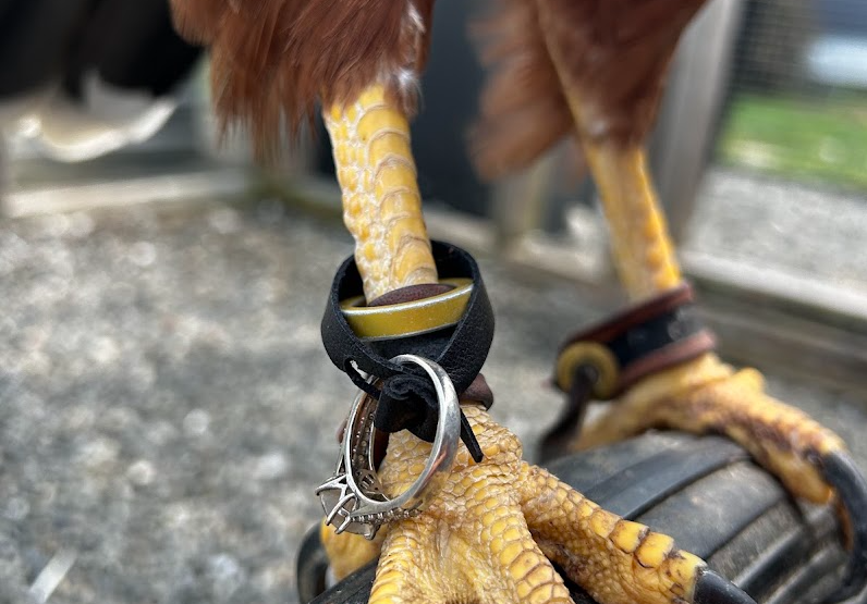 hawk leg with wedding ring attached