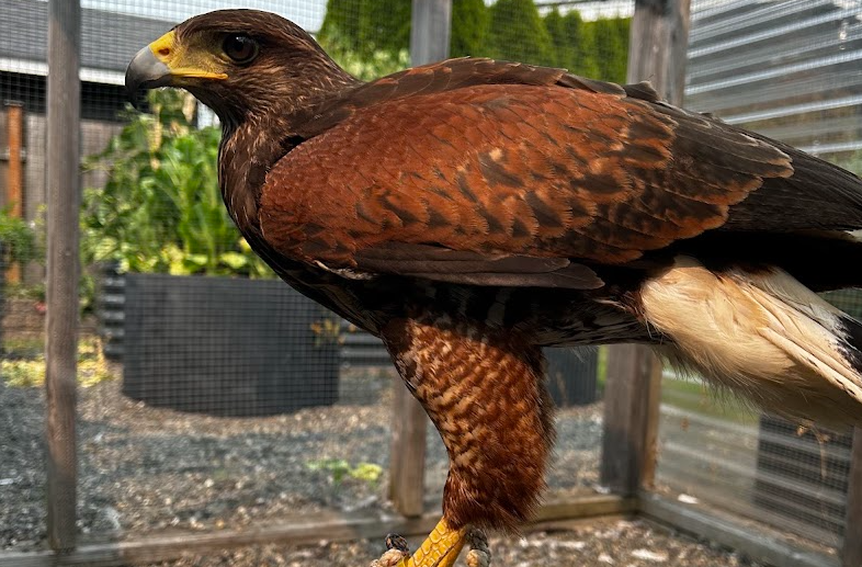 picture of a Harris's hawk on a perch in a weathering mews